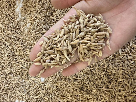 麦冬小米