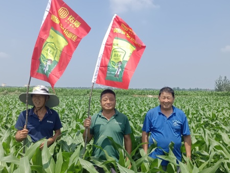 【益生源微课堂】麦茬花生的错误做法需要改变！
