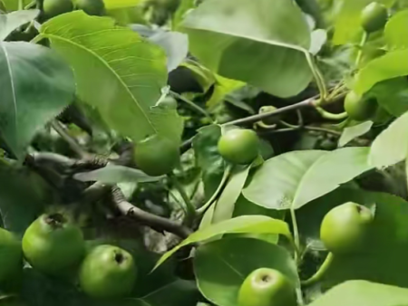 【益生源微课堂】夏剪常用的方法有哪些？（四）