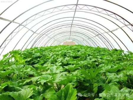 【益生源微课堂】蔬菜想要产量高，就要解决土壤问题