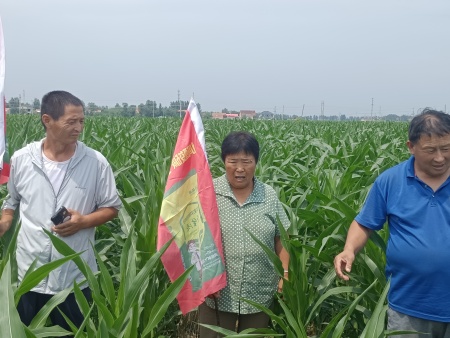 种大蒜，谁都想高产！具体怎么做才能高产呢？