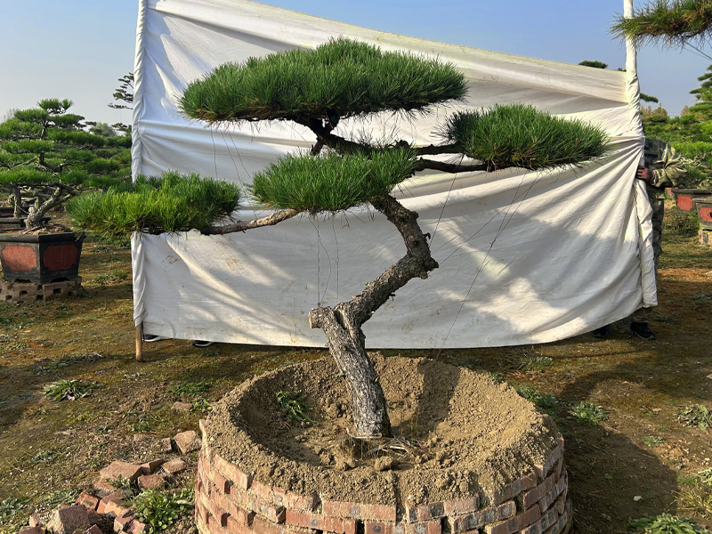 造型松