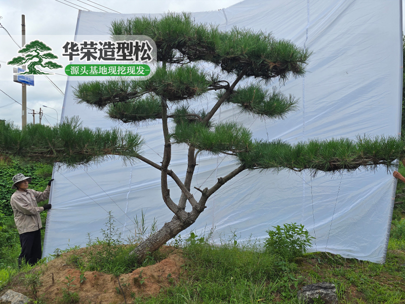 造型黑松