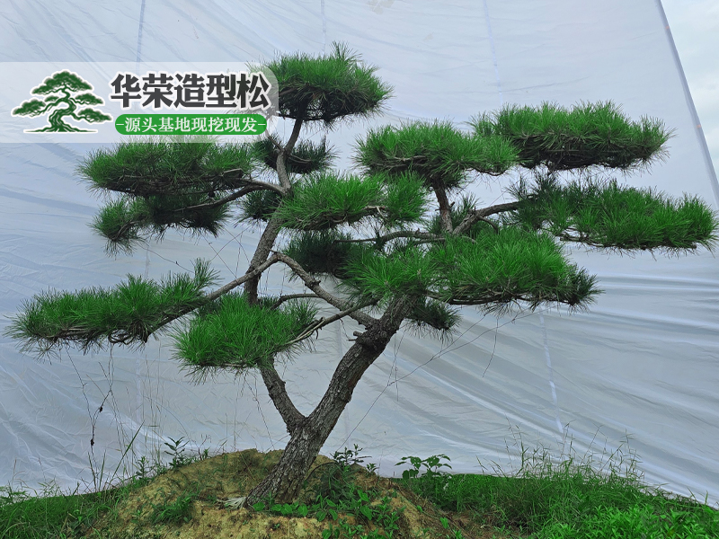 造型油松