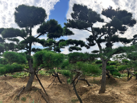 平顶松树
