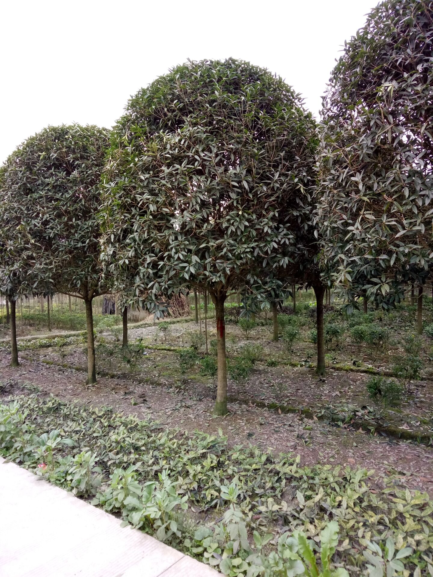 8公分高杆桂花价格,四川8公分桂花批发