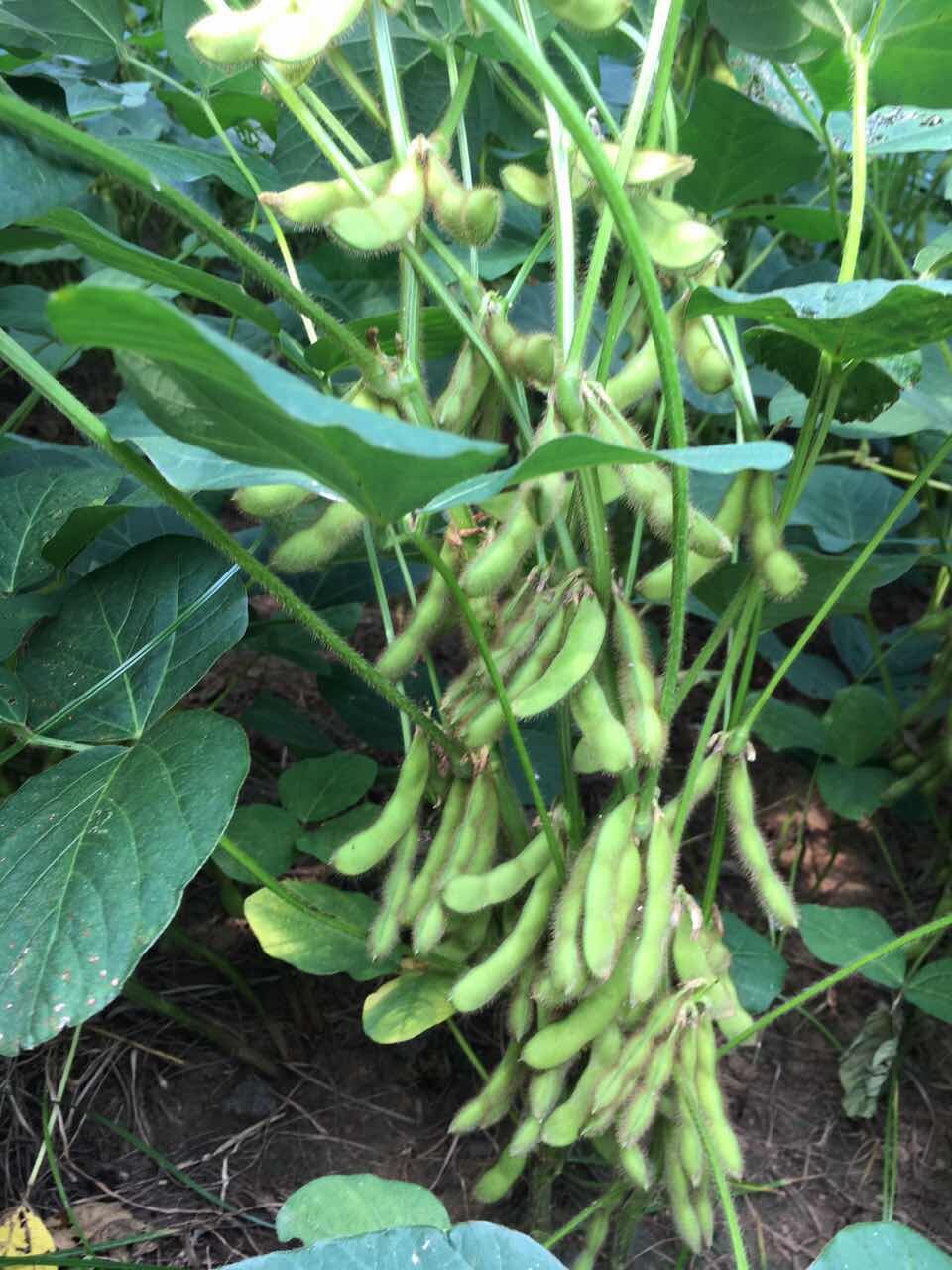 许昌高产大豆价格|许昌高产大豆厂家