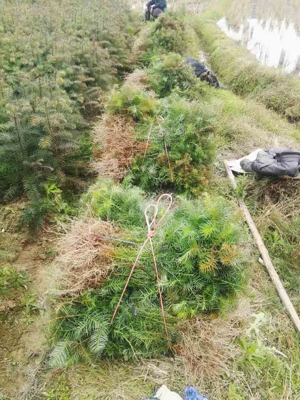 广西融安杉木苗沙木苗杉树苗刺杉苗沙树苗衫木苗