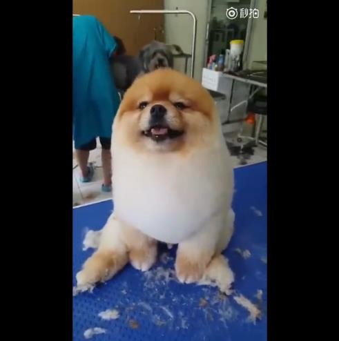 超萌换完发型小博美竟然变成了小海豹视频