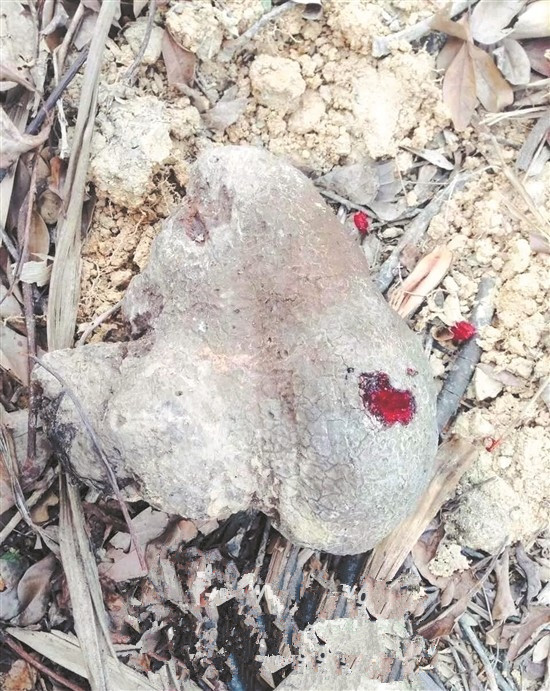 这是一块会痛的石头一敲竟然流血