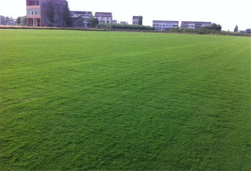 供应百慕大草坪