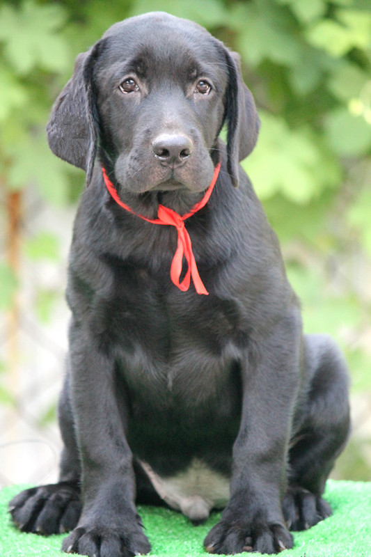 拉布拉多犬罗宾与斯勒后代