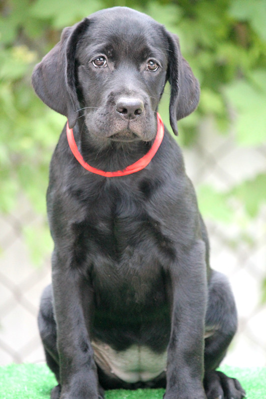 拉布拉多犬罗宾与斯勒后代