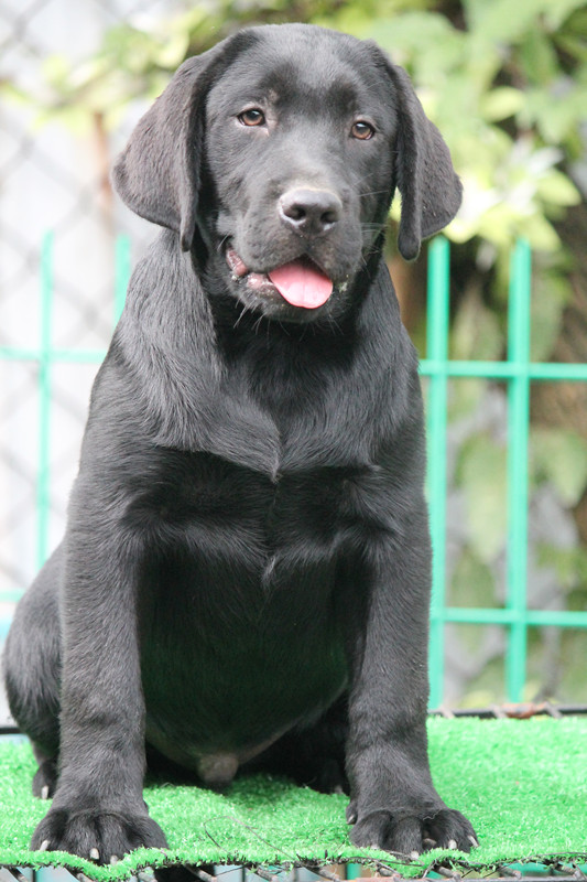 拉布拉多犬罗宾与蔓蒂后代