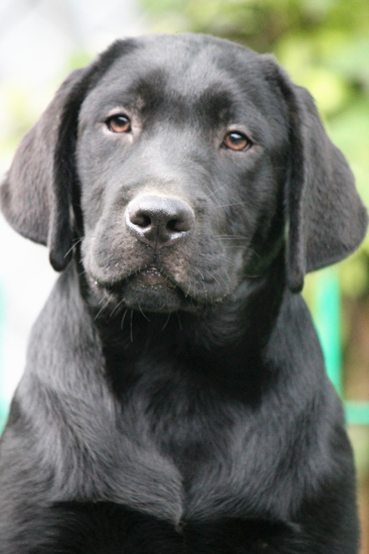 拉布拉多犬罗宾与蔓蒂后代