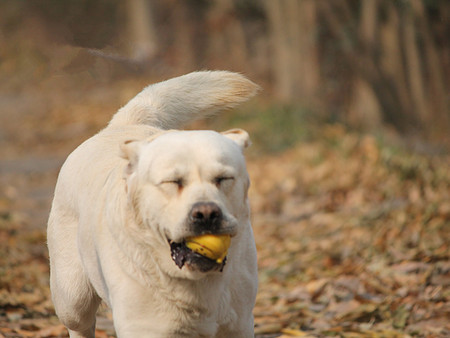 edem(巴顿)2017-05-1974 affan(罗宾)2017-05-1974 拉布拉多犬与