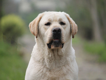 moba(魔霸)2017-05-1974 affan(罗宾)2017-05-1974 拉布拉多犬与