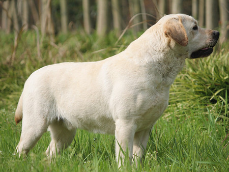 moba(魔霸)2017-05-1974 affan(罗宾)2017-05-1974 拉布拉多犬与