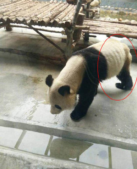 大熊猫瘦成皮包骨.png