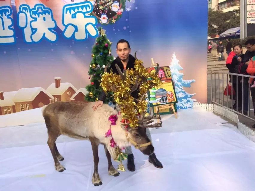 观赏圣诞驯鹿圣诞树出租圣诞树定制出售