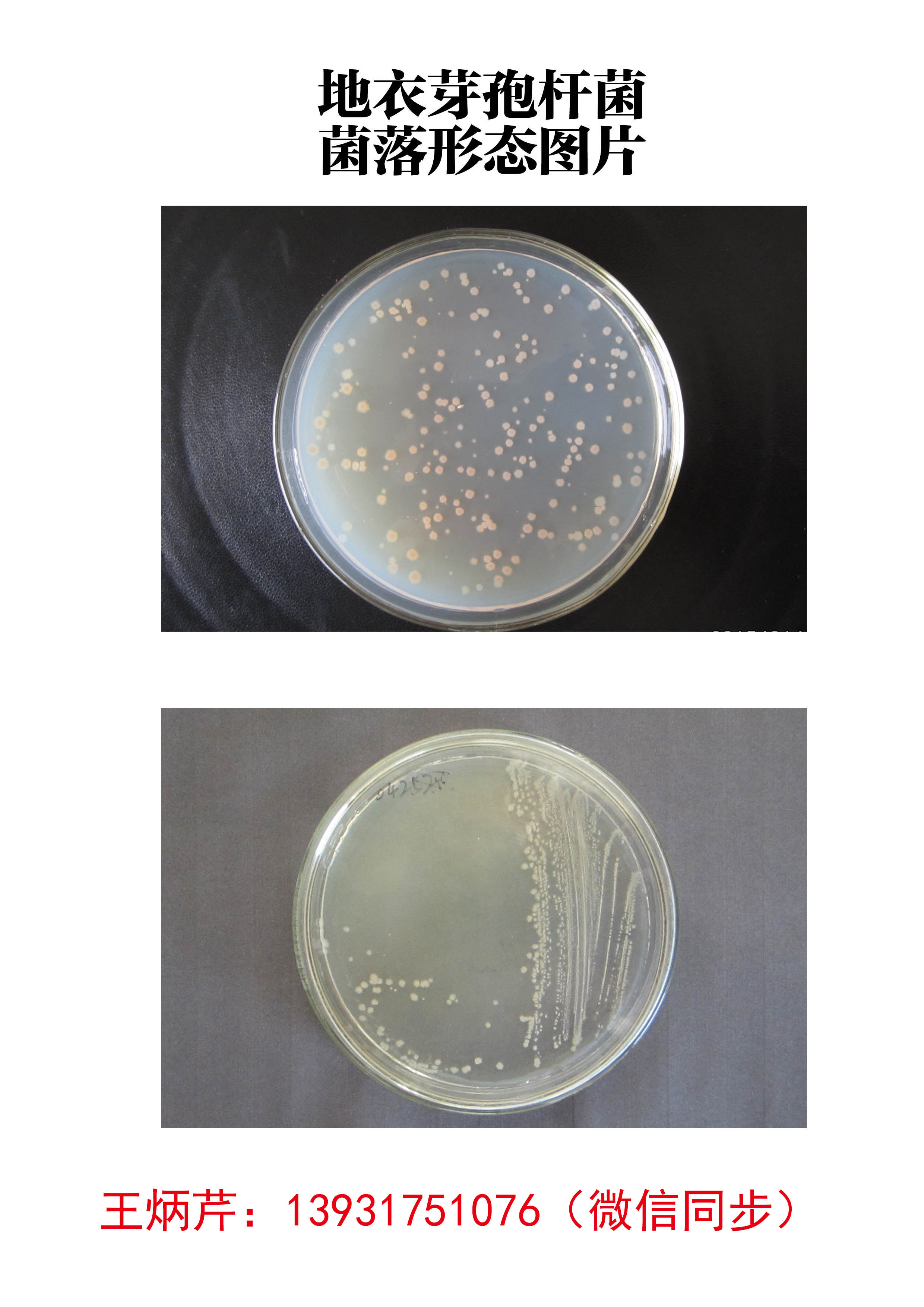 枯草芽孢杆菌菌落颜色图片
