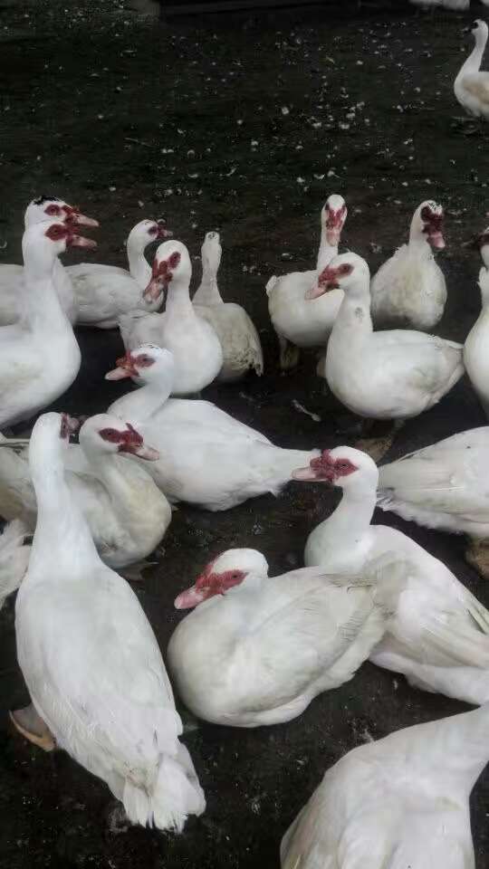 美洲雁苗非洲雁苗红头鸭苗回收成品出售白条分隔产品