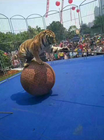 ***马戏团活动演出节目租赁狮虎打坐,老虎滚球,狮虎过天桥,,狗熊晃板