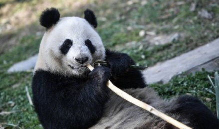 两只大熊猫抵达芬兰萌萌哒外交官将留洋15年