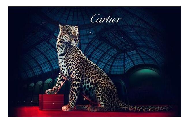 卡地亚猎豹广告图片