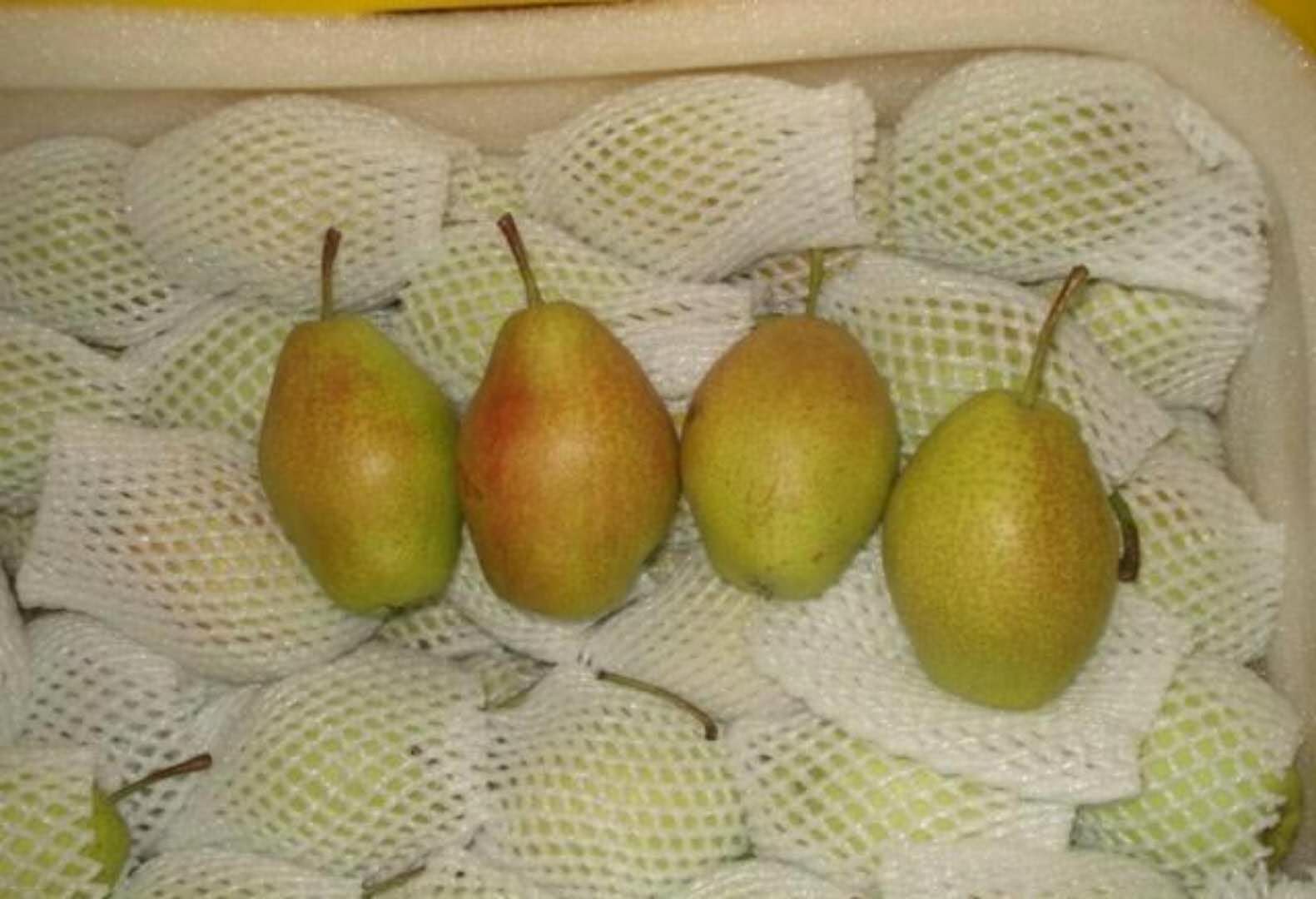柱状梨品种图片
