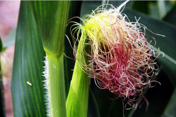 玉米雌穗分化异常原因及防治措施