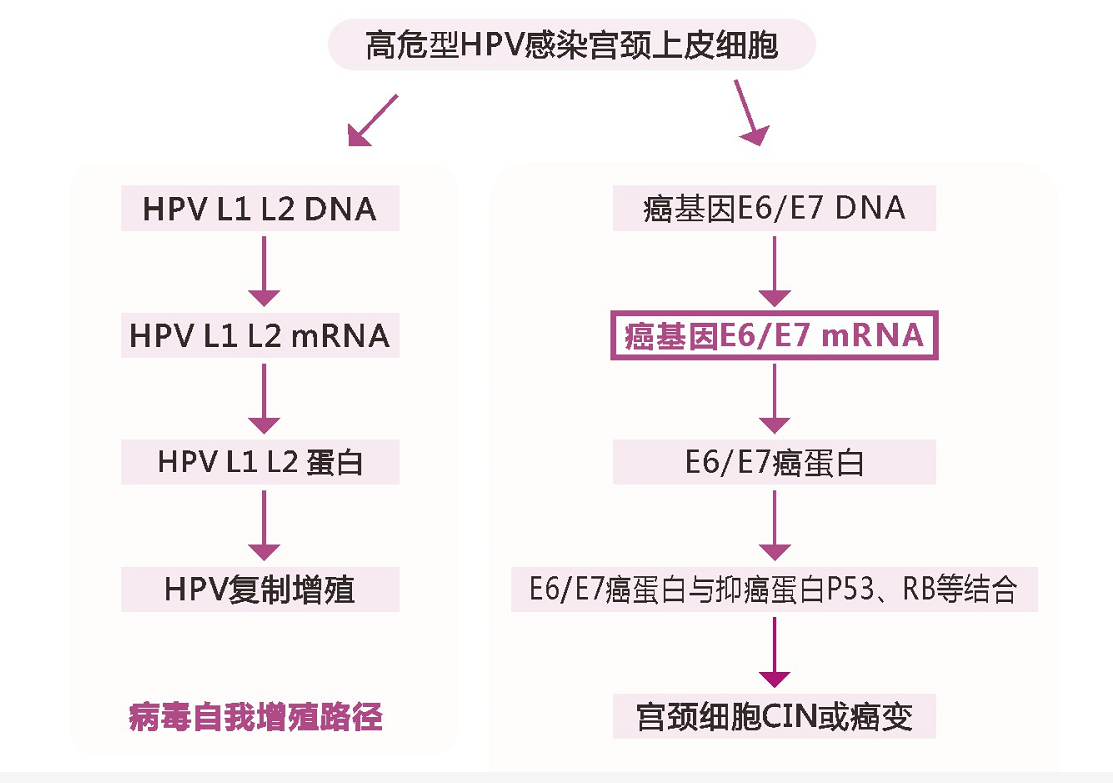 hpv e6/e7 mrna 检测