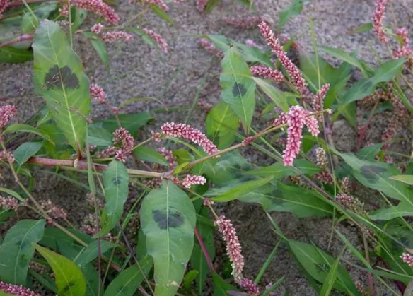 学名:水蓼(shuǐ liǎo 别名:水辣蓼,水胡椒,红辣蓼,斑蕉草,蓼子草