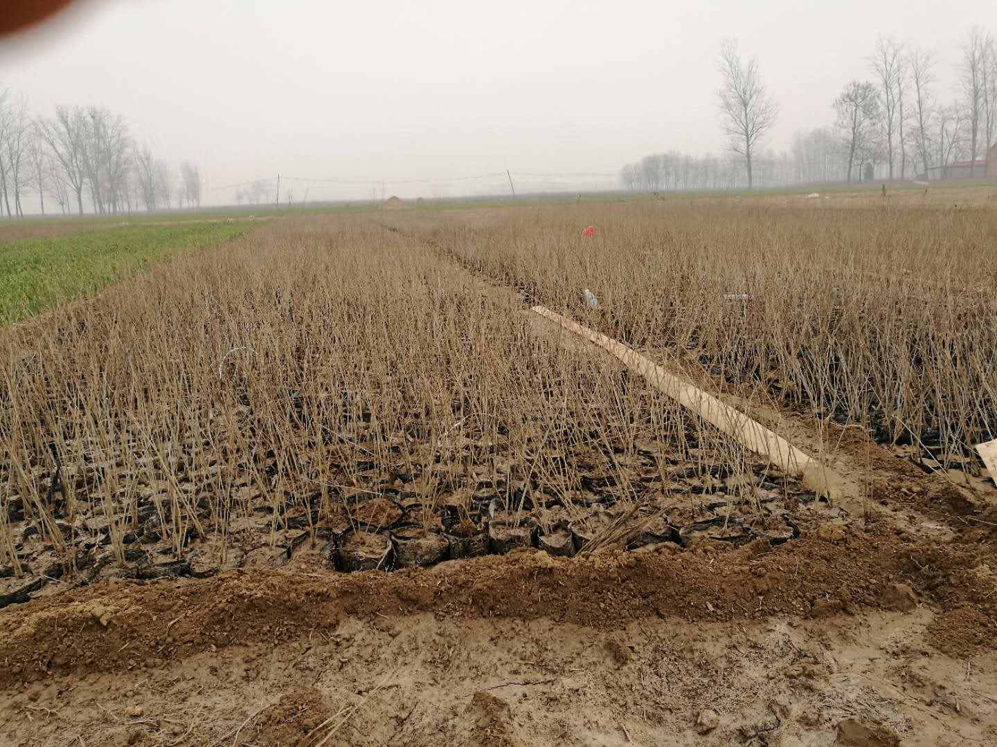 紫穗槐|紫穗槐一-河南开征园林绿化有限公司