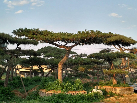 泰安平顶松在起苗时进行土坨捆绑有用吗?