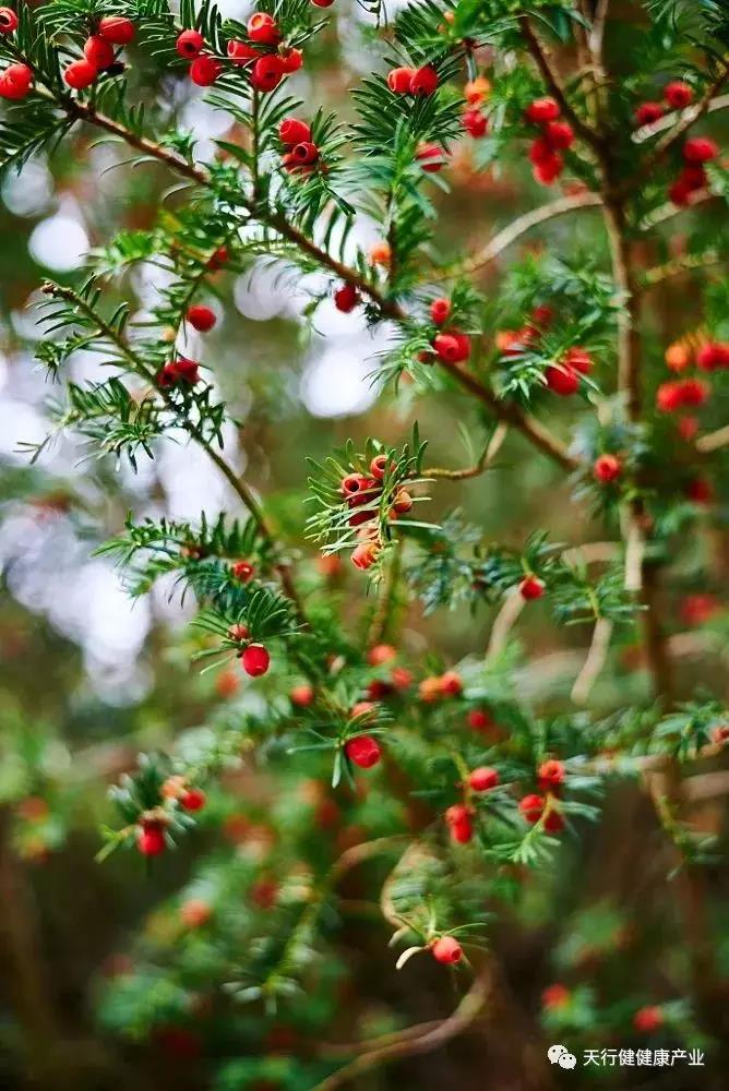 家有紅豆杉富貴又平安