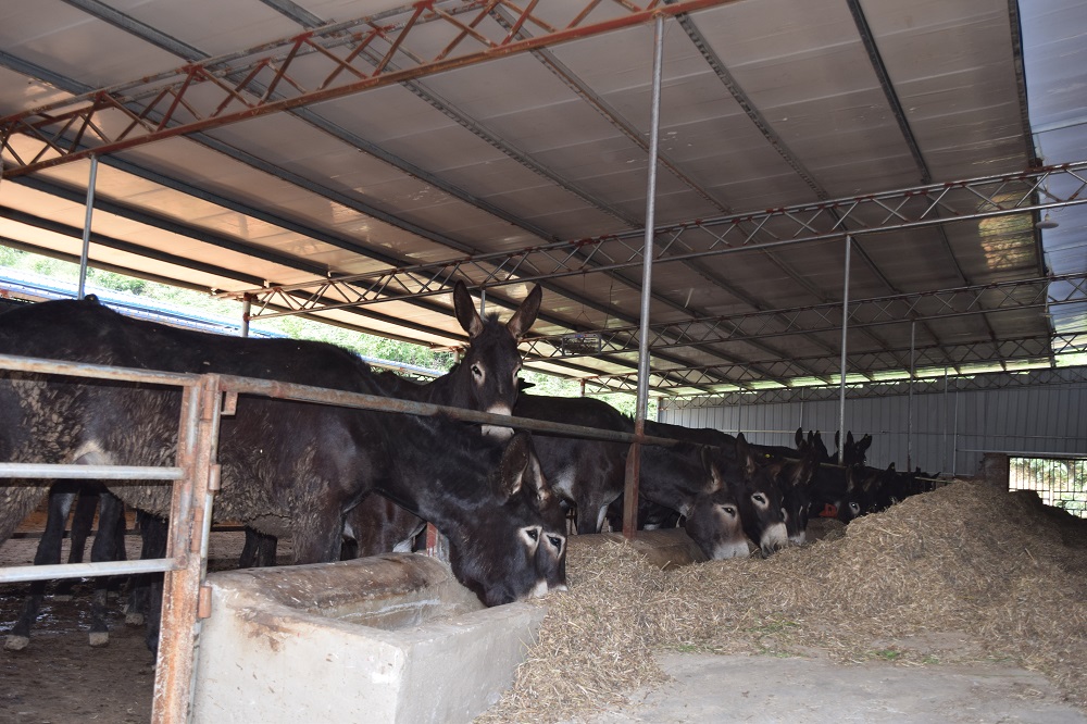 育肥驴(小公驴)出售专用|驴苗出售-贵州宏伟富康牧业养殖有限责任公司