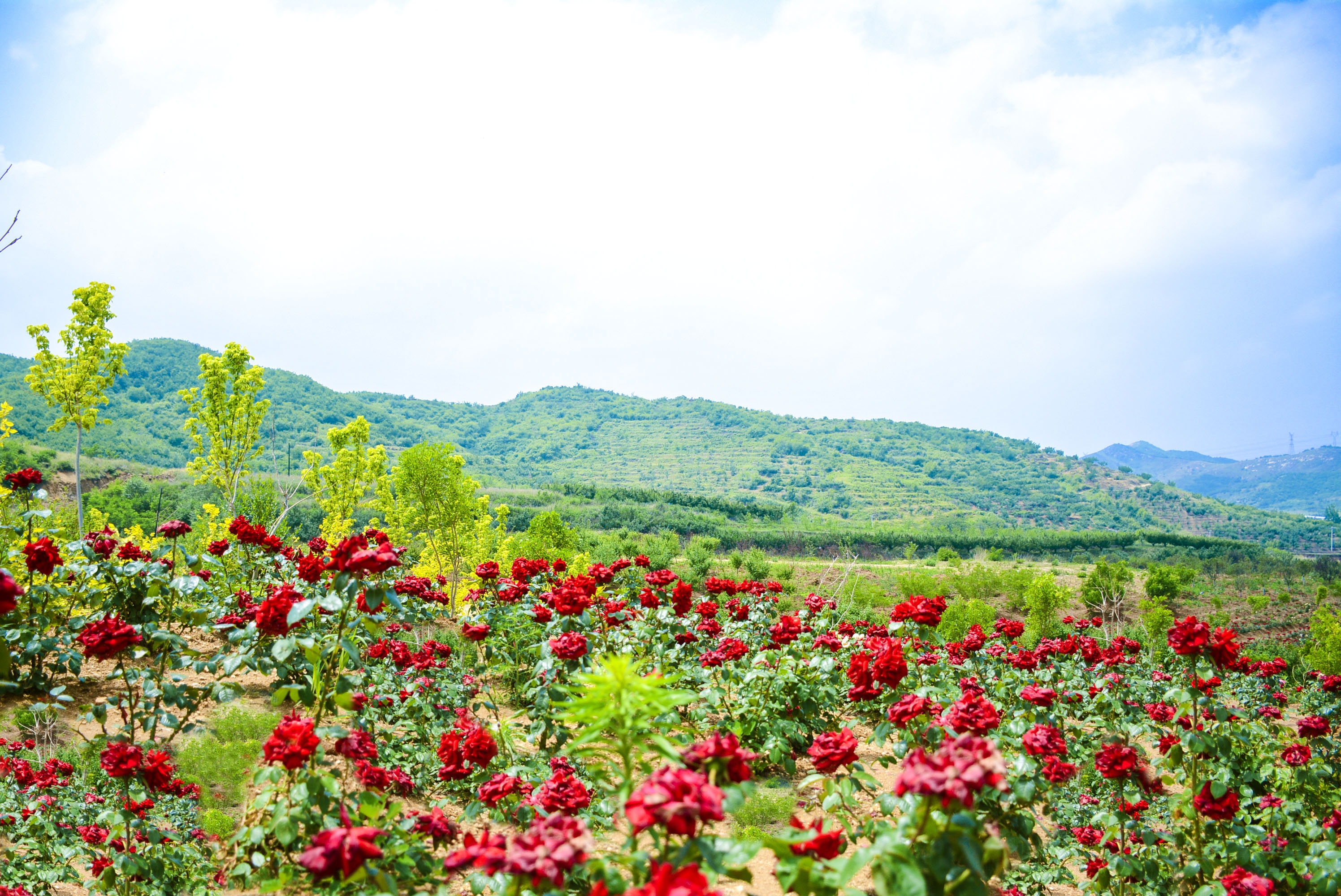 营口芙蓉山风景区图片图片