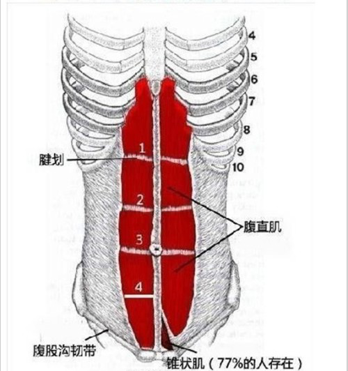 腹直肌结构图简约图片