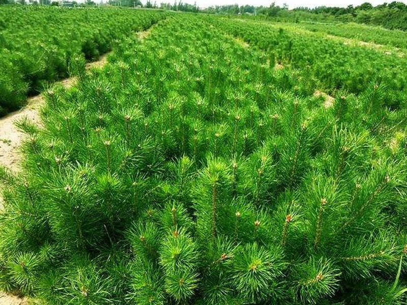 西北樟子树苗基地西北樟子松树苗价格西北樟子松苗木基地西北樟子松