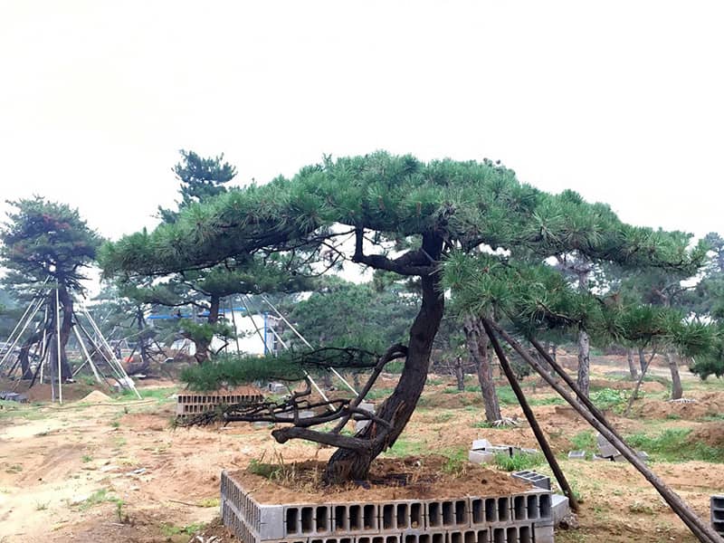 造型松|造型松-山东莱芜造型景观松基地