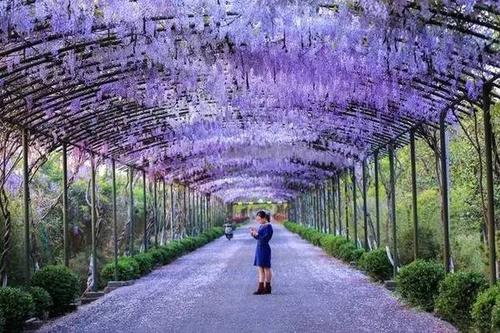 芙蓉山万亩花卉