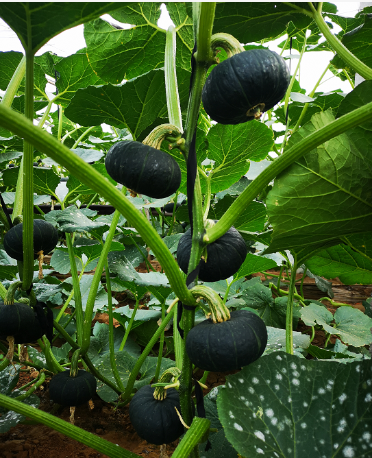 日本引进的贝贝南瓜品种,早熟性好,植株长势健壮,单株坐果10—15个