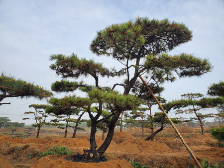造型松树移栽的成活率可通过科学管理来提高