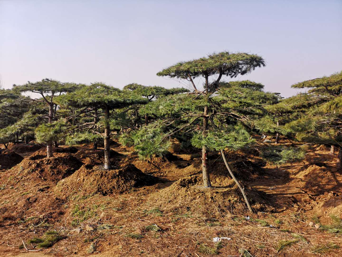 造型油松基地对于不同造型油松的修剪技术可以进行调节苗木的生长环境